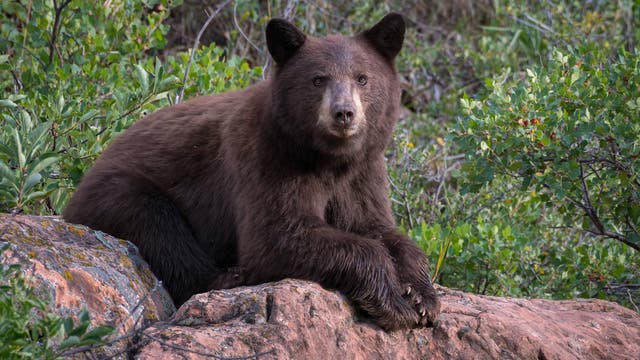 I Woke Up to a Black Bear Trying to Break Into My Kitchen