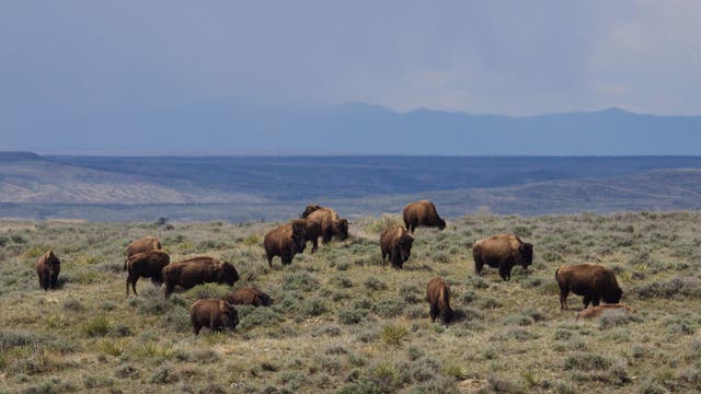 The Federal Government Tried to Evict 900 Bison from Public Land. A Judge Just Stopped Them.