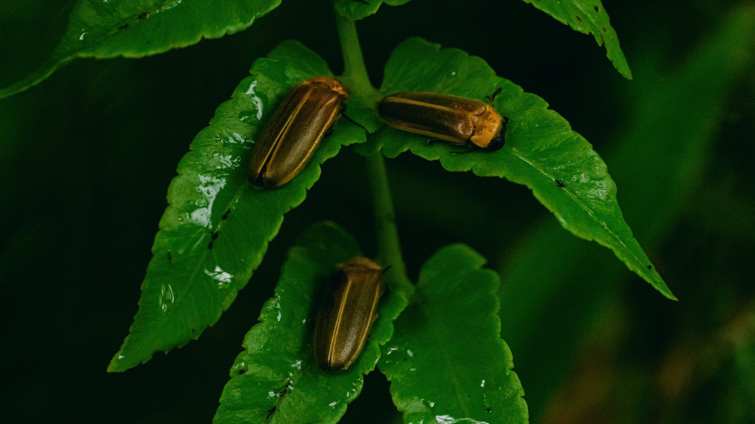 fireflies on leaves