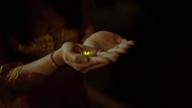 "Our Brains Aren't Signaling to Us That It’s Time to Sleep." The Surprising Link Between Fireflies and Circadian Health.