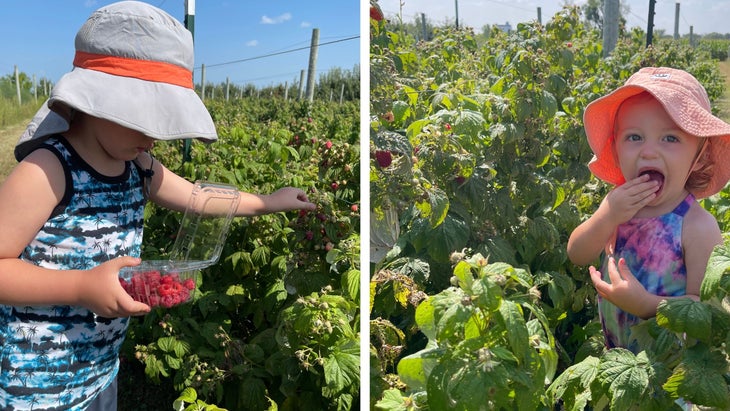 The author's kids picking (and eating) raspberries at Moulton's Orchard