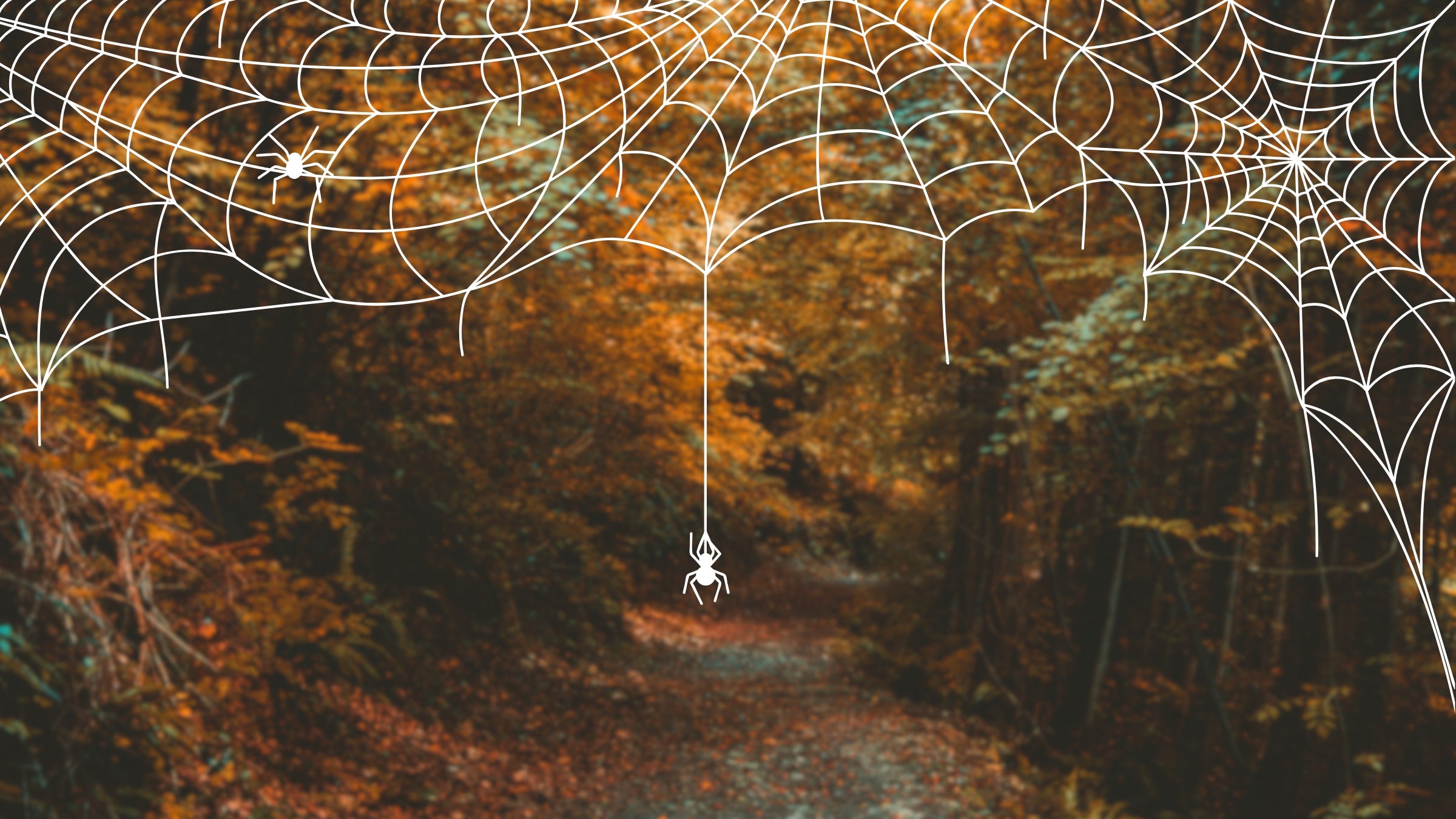 It's Spider Season. Here's What An Agricultural Biologist Wants Every Hiker to Know.