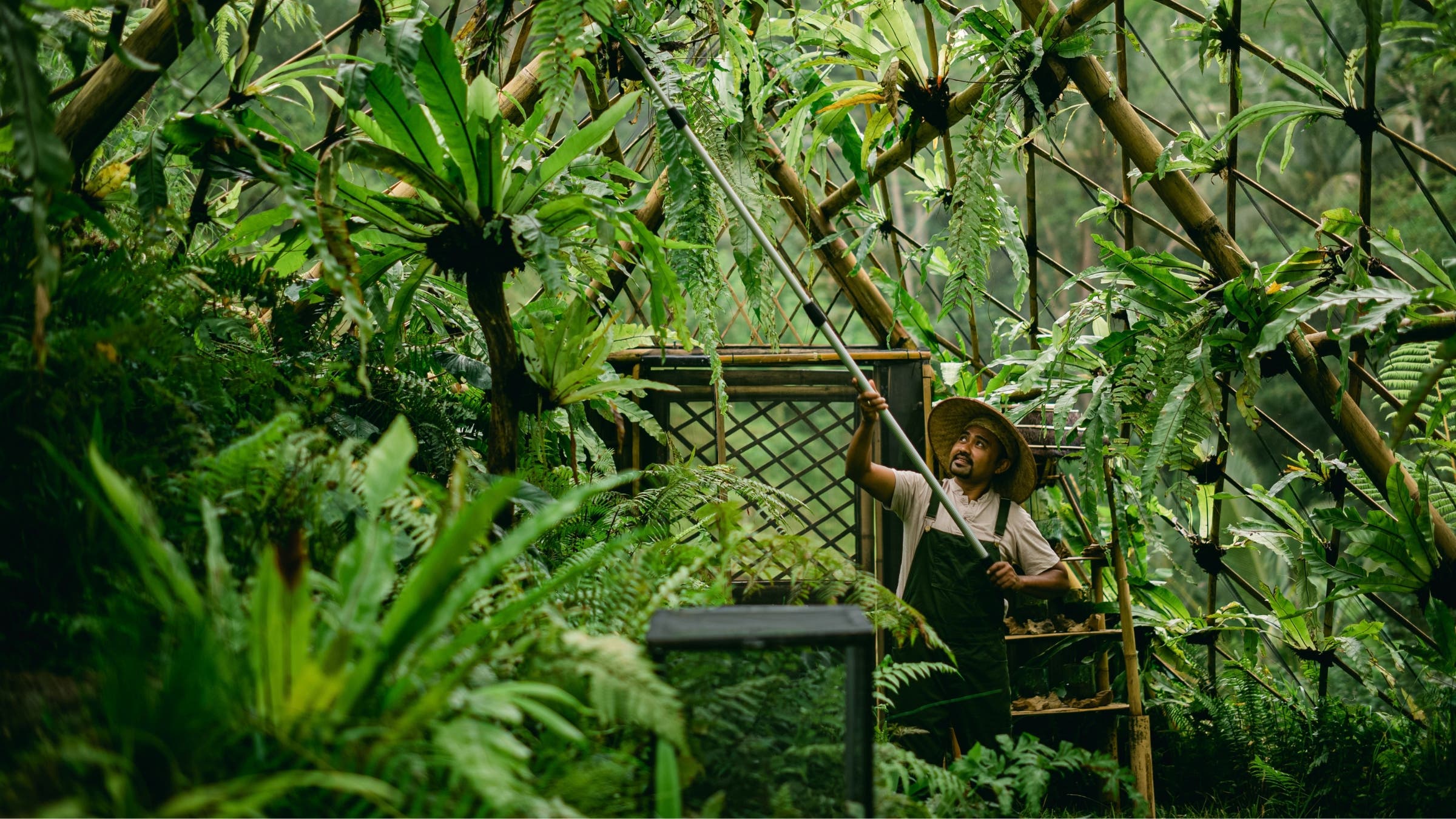 wayan-wardika-in-firefly-conservation 