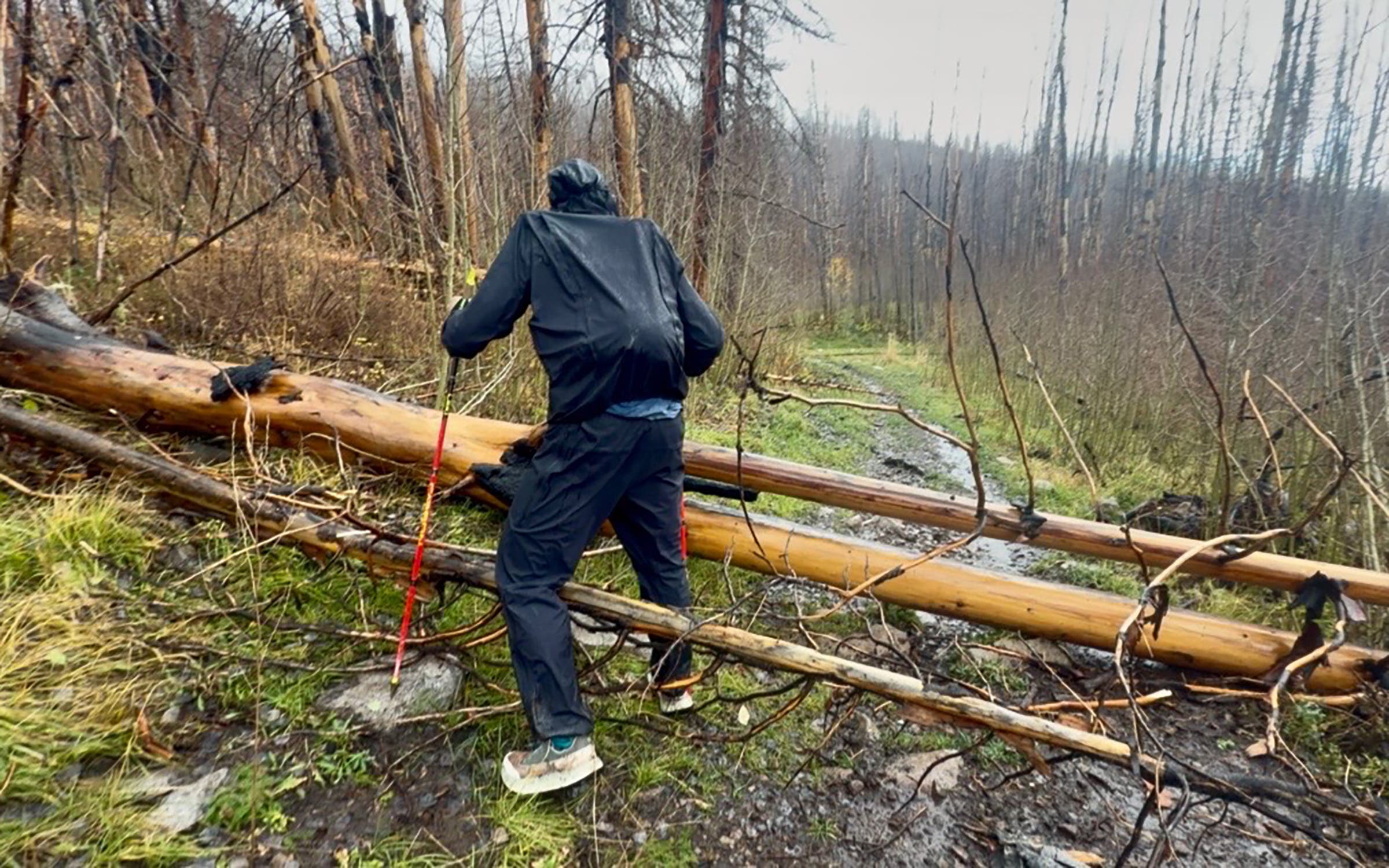 A man navigates downed trees