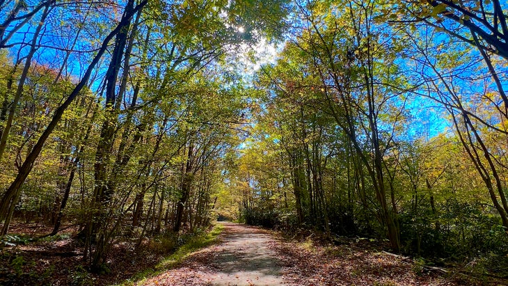 hiking path with trees surrounding it