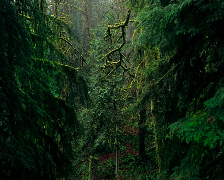 A section of Forest Park in Portland, Oregon, featuring 5100 acres of old and second-growth temperate forest residing within city limits