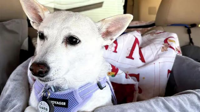 “She Was Sleeping in the Doghouse.” How Crews Rescued a Dog Lost in Yellowstone for 34 Days.