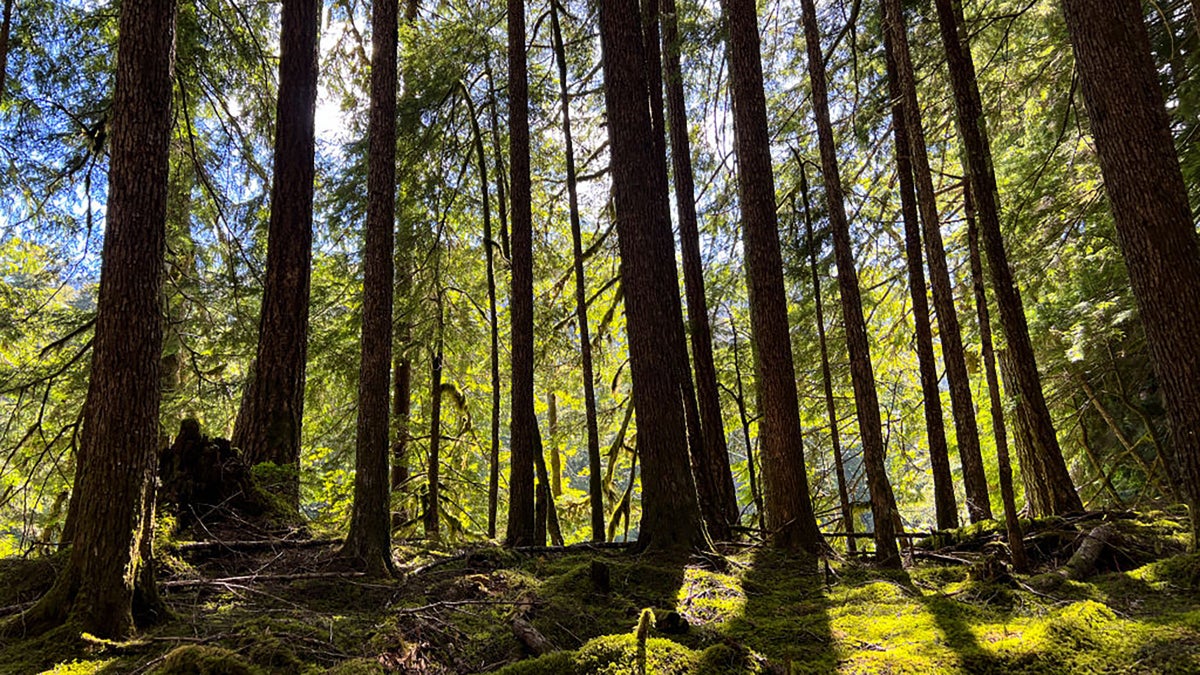 LISTEN: How Detectives Used Tree DNA To Catch Timber Thieves