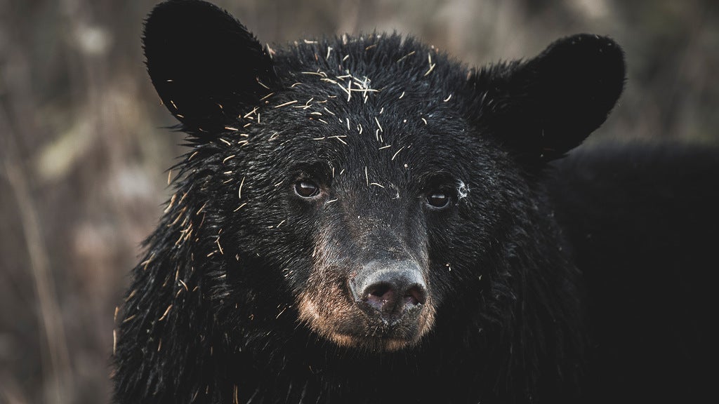 “One Feeding Is All It Takes.” 14 Bears Were Euthanized in Montana After Someone Gave Them Food.