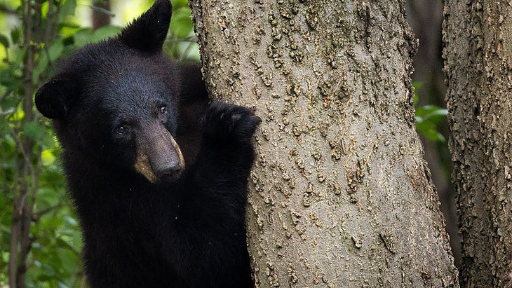 A black bear in a tree.