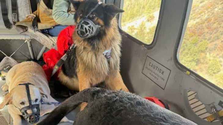 Three dogs, including a German shepherd and a yellow Lab, sit inside a helicopter after being rescued from a flooded motorhome near Pagosa Springs, Colorado.