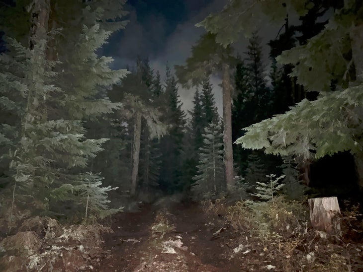 dark forest and trail