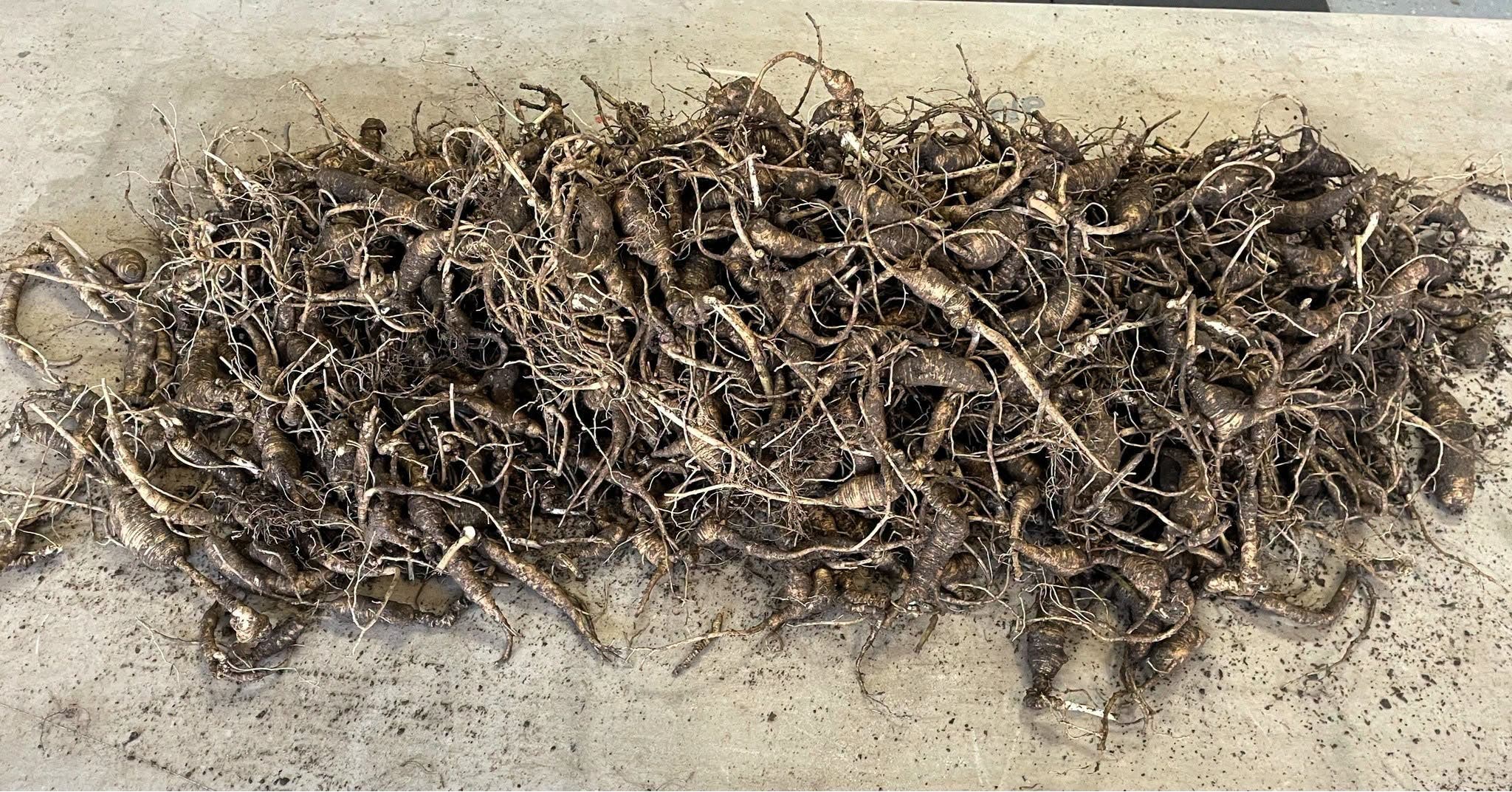 a pile of ginseng root photographed from the seizure