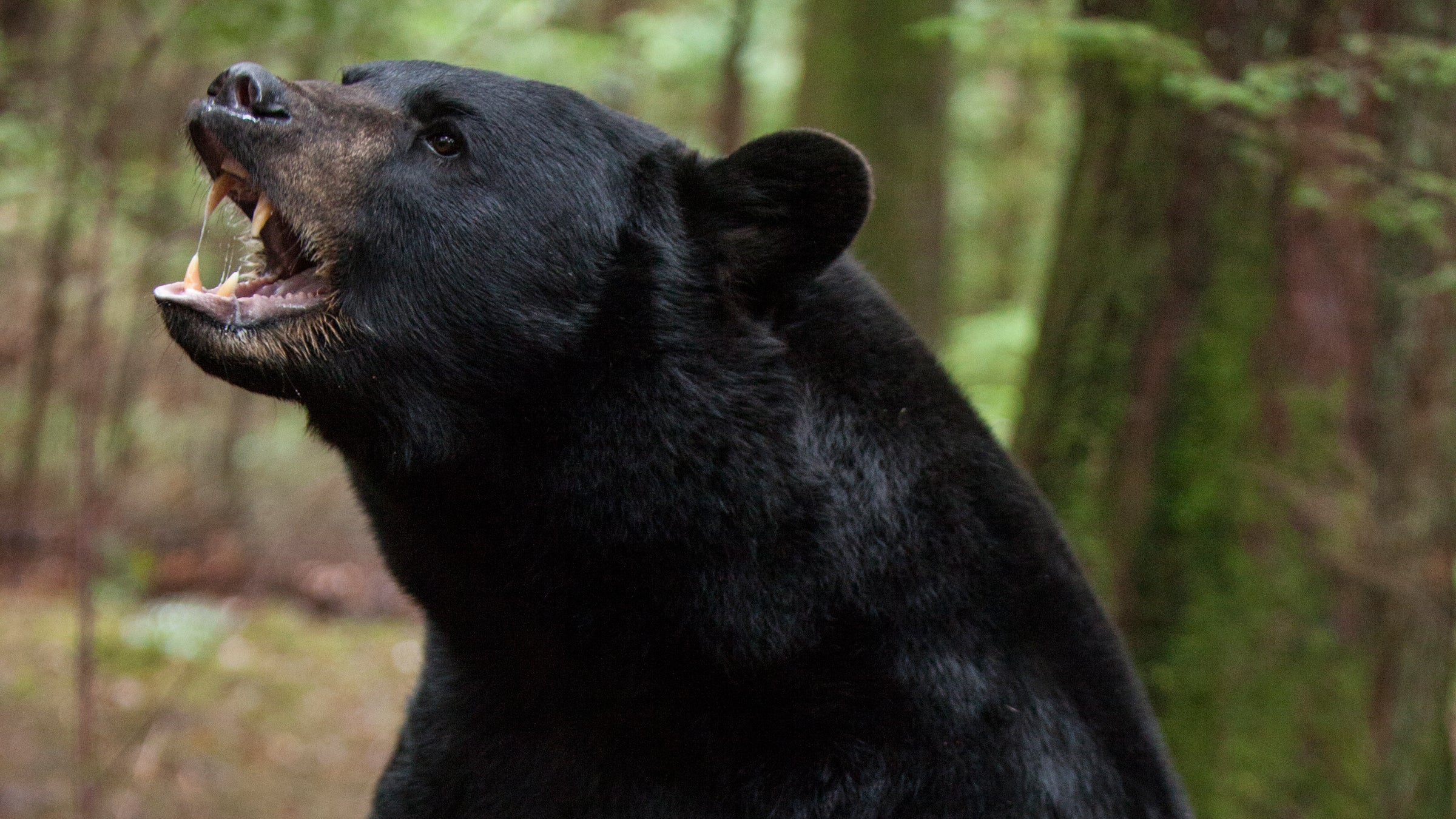https://cdn.outsideonline.com/wp-content/uploads/migrated-images_parent/migrated-images_100/black-bear-backcountry-movie_h.jpg