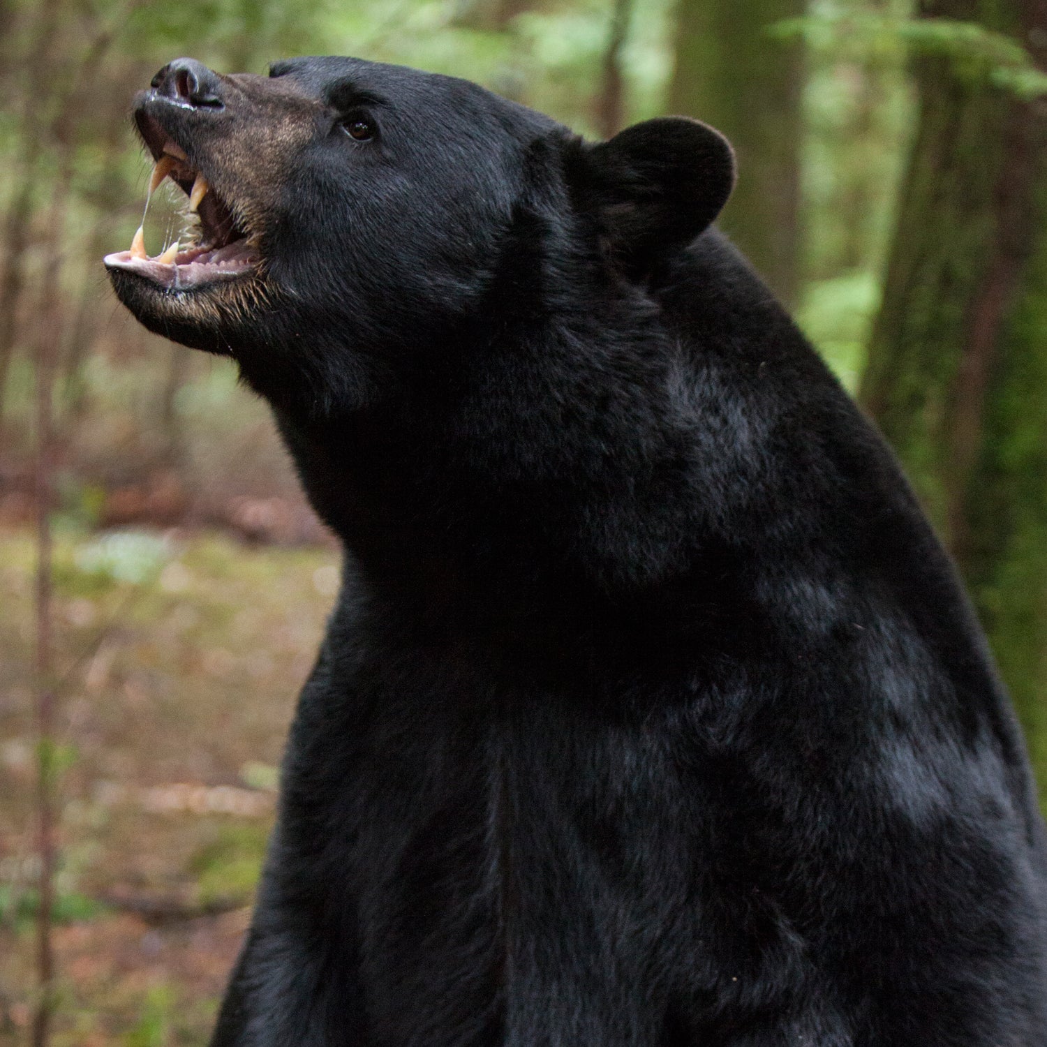 Black bear guide: how to identify, where to find them and what to do if you  encounter one - Discover Wildlife