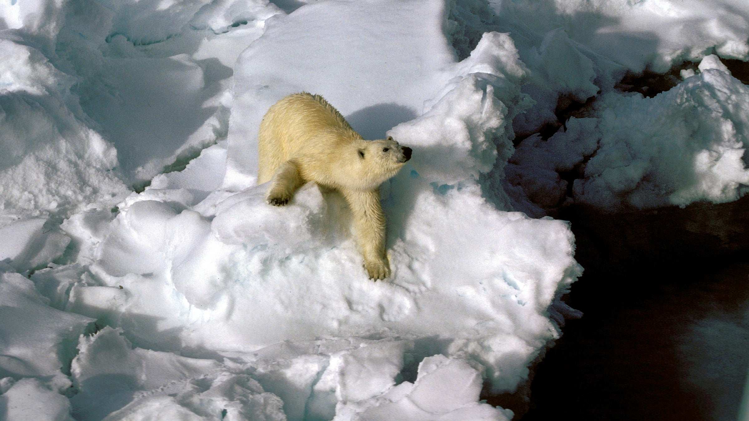 Officials warned tourists visiting for the solar eclipse that polar bears are a danger in Svalbard.