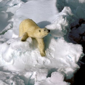 Officials warned tourists visiting for the solar eclipse that polar bears are a danger in Svalbard.