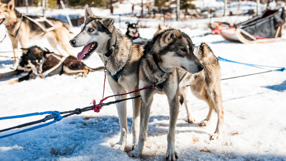 Five Must-Watch Dogsledding Flicks for Wannabe Mushers