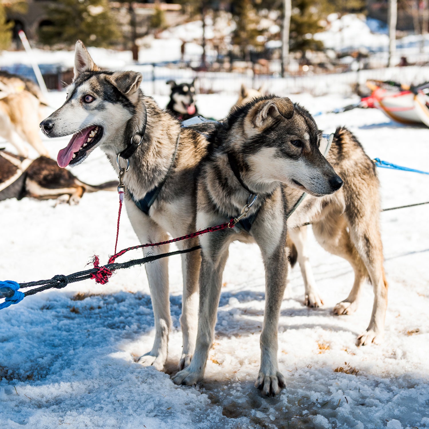 Mushing gear outlet