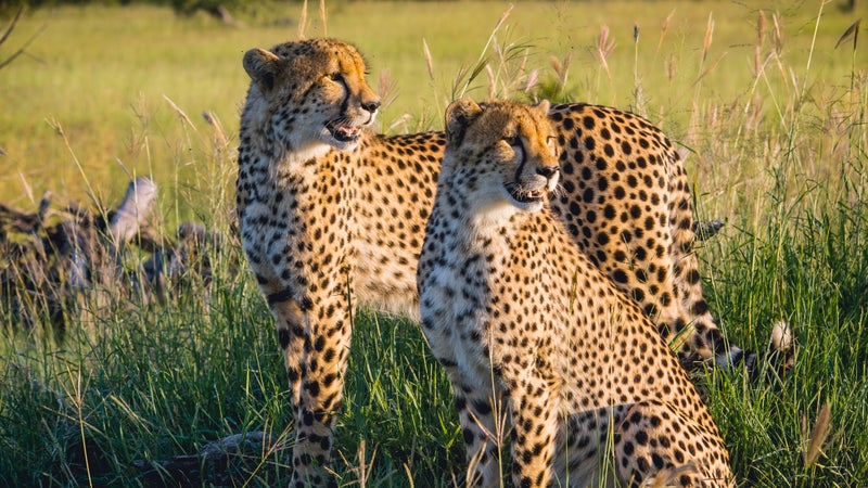 sigma (174) 150-500mm
leopard
b