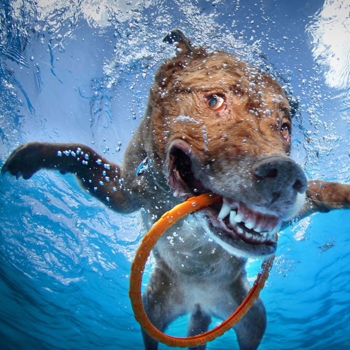 chesapeake bay retriever hot water dogs