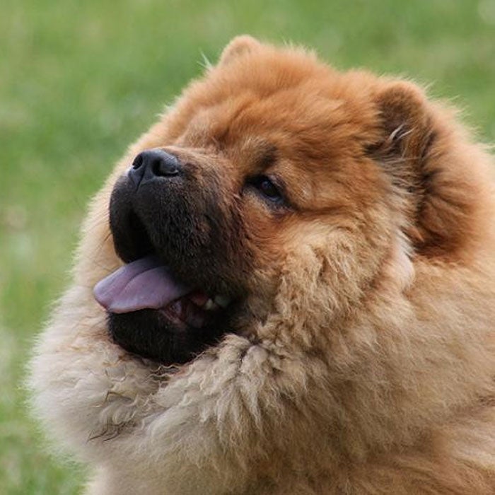 chow chow most expensive dogs