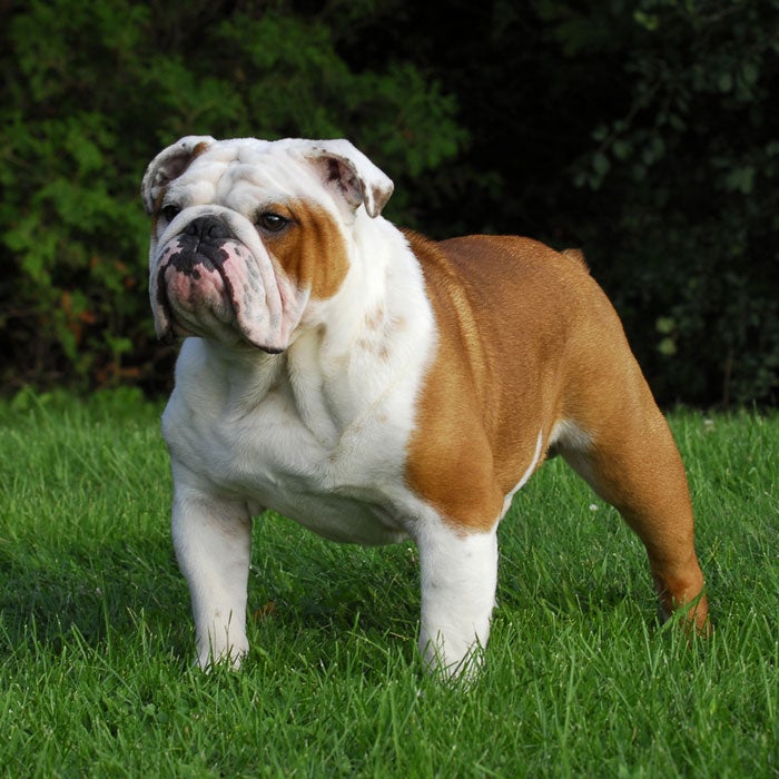 english bulldog most expensive dogs