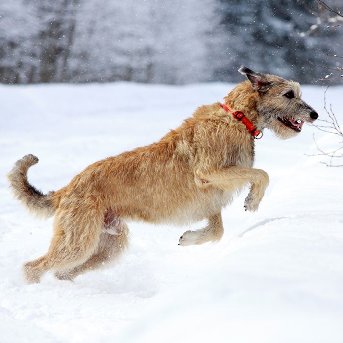 irish wolfhound most expensive dogs