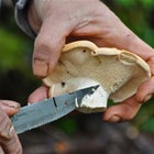 Harvesting mushrooms