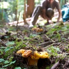 Foraging for mushrooms