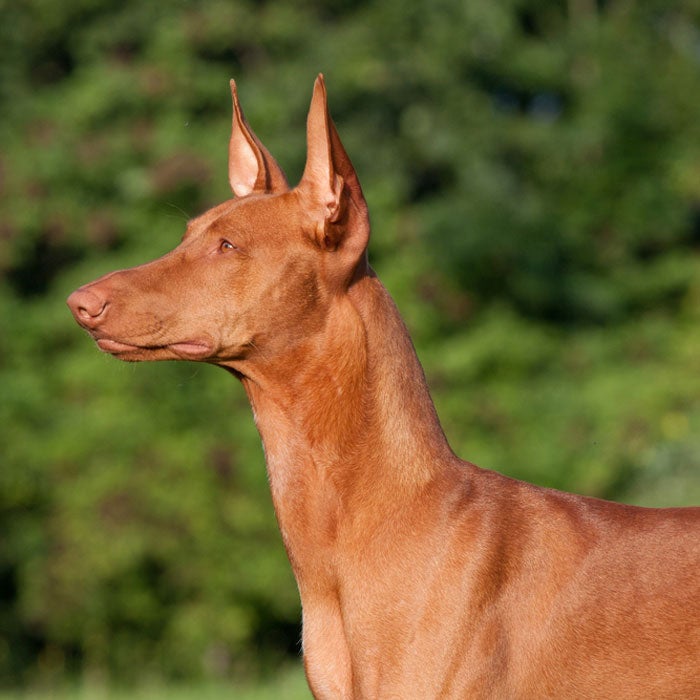 pharaoh hound most expensive dogs