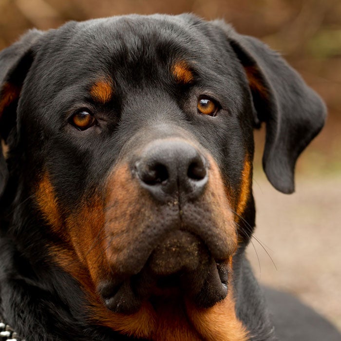 rottweiler most expensive dogs