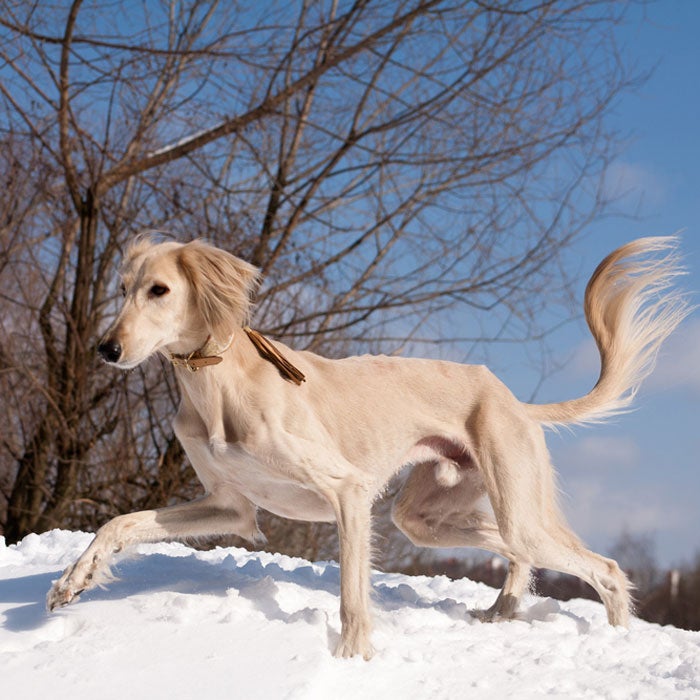 saluki most expensive dogs