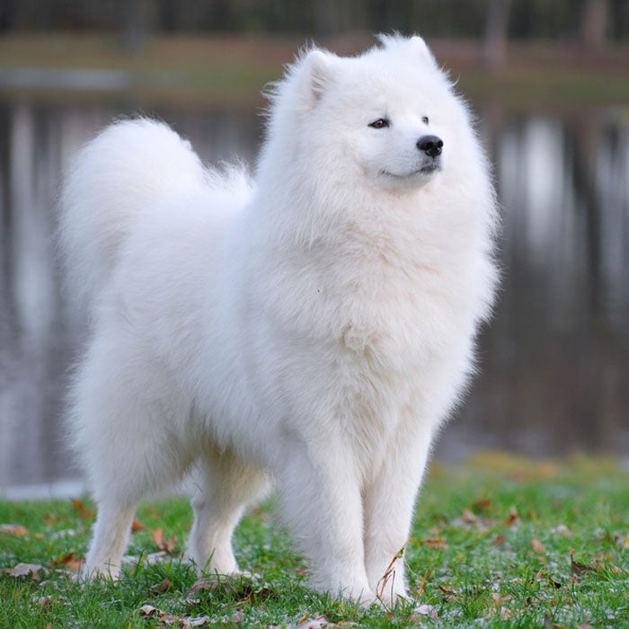 samoyed most expensive dogs