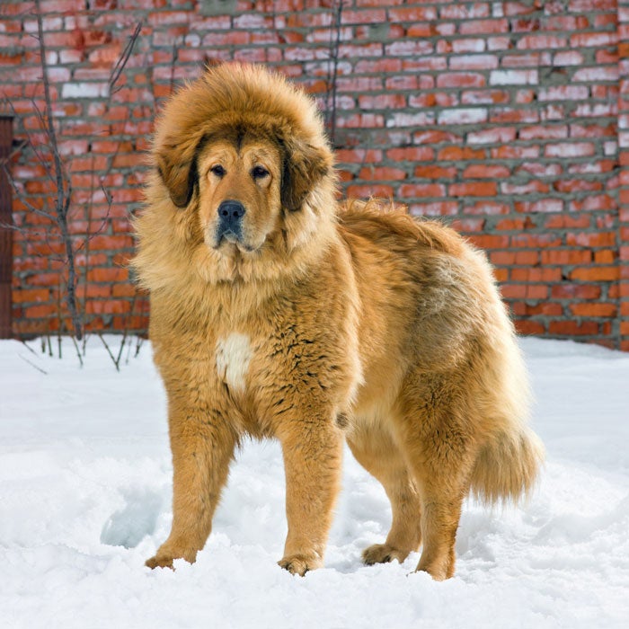 Dogs with thick on sale fur