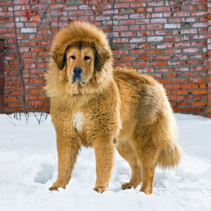 Tibetan Mastiff dog breed