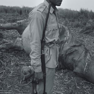 One of Kaziranga National Park's forest guards surveying a poached-rhino carcass.