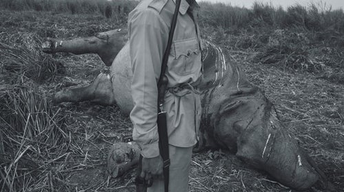 One of Kaziranga National Park's forest guards surveying a poached-rhino carcass.