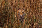 Tigers are perfectly adapted to India's grasslands, their vertical stripes disappearing against the blades.