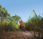 A Bengal tiger caught by a camera trap in Kaziranga National Park