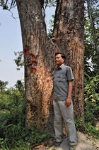 Journalist Uttam Saikia beside a tiger-mauled tree