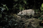 An endangered one-horned rhino calf, captured by a camera trap in Kaziranga