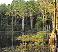 A Swim in the Woods