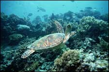 On the job: a green turtle cruises the reef in search of lunch