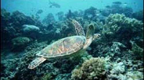On the job: a green turtle cruises the reef in search of lunch