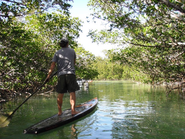 Float through mangrove creeks on your SUP in the Floriday Keys