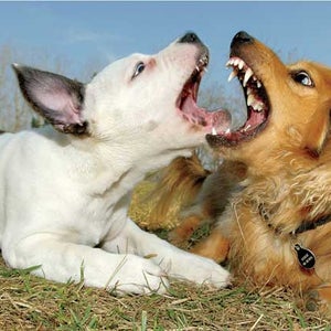 Rule the Dog Park
