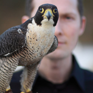 Peregrine falcon