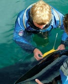 Foster inspects a satellite tag on Keiko's dorsal fin