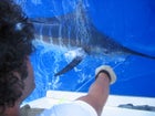 Josh Wiring a Blue Marlin